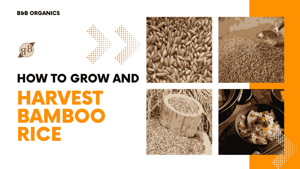 How to Grow and Harvest Bamboo Rice